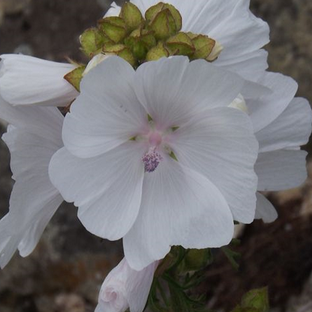 Parfum musc blanc